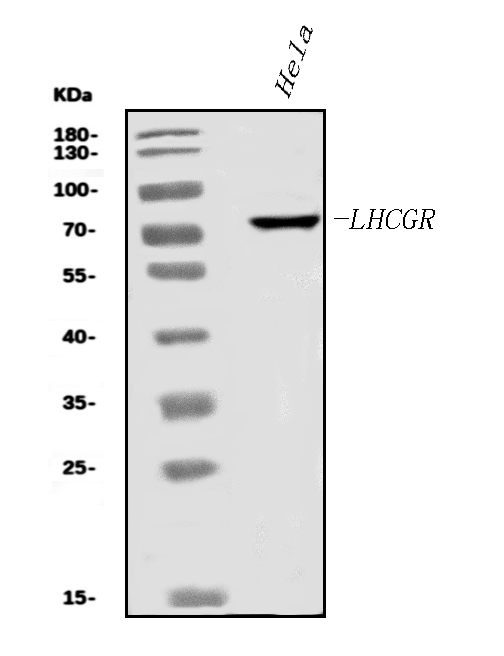 a01120 2 lhcgr primary antibodies wb testing 1