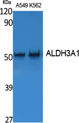 a01121 1 aldh3a1 primary antibodies wb testing 2