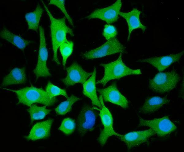  IF analysis of ALDH3A1 using anti-ALDH3A1 antibody (A01121-3)