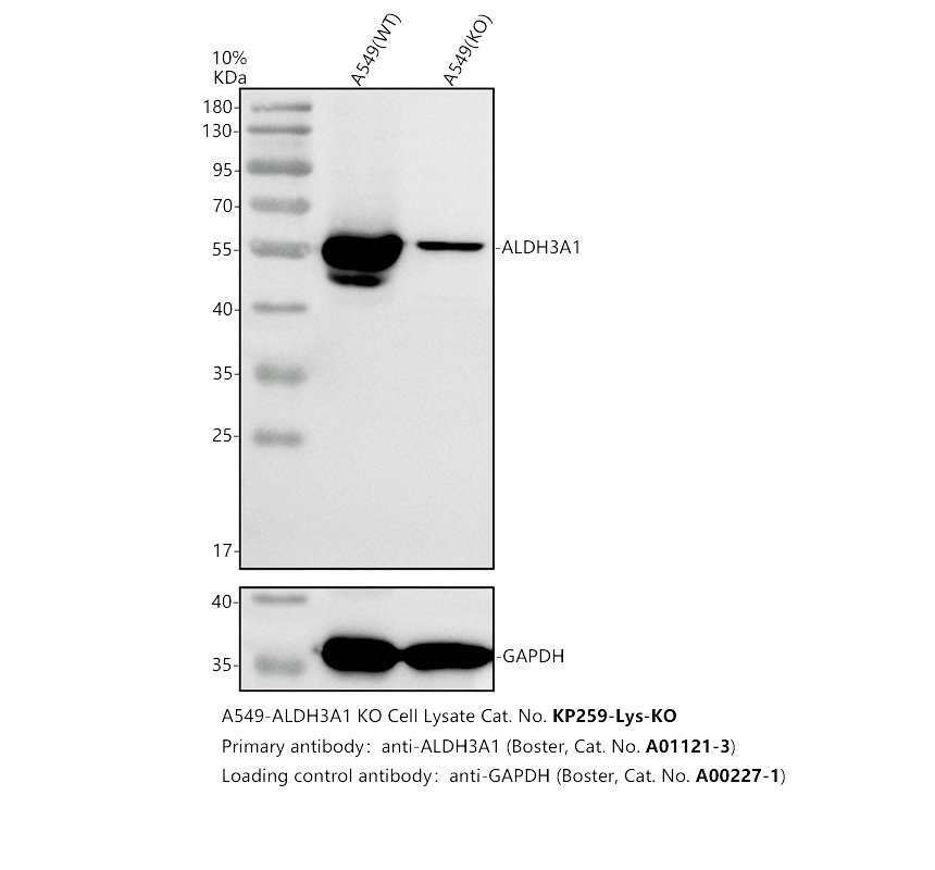 Western blot analysis of ALDH3A1 using anti-ALDH3A1 antibody (A01121-3)