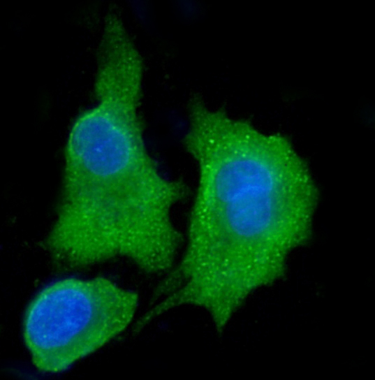  IF analysis of ALDH3A1 using anti-ALDH3A1 antibody (A01121-4)