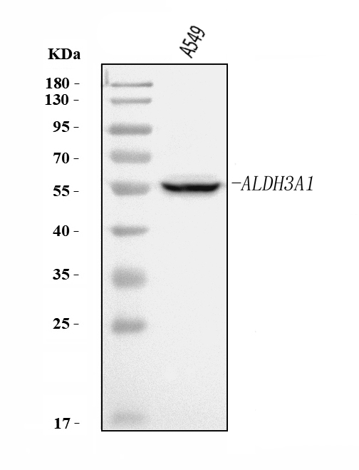  Western blot analysis of ALDH3A1 using anti-ALDH3A1 antibody (A01121-4)