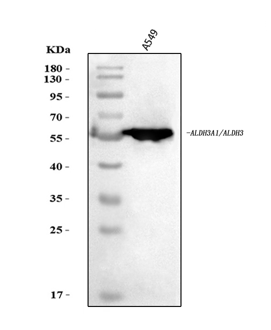  Western blot analysis of ALDH3A1 using anti-ALDH3A1 antibody (A01121-5)