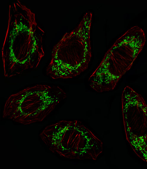 Fluorescent image of A549 cell stained with OAT Antibody (N-term)