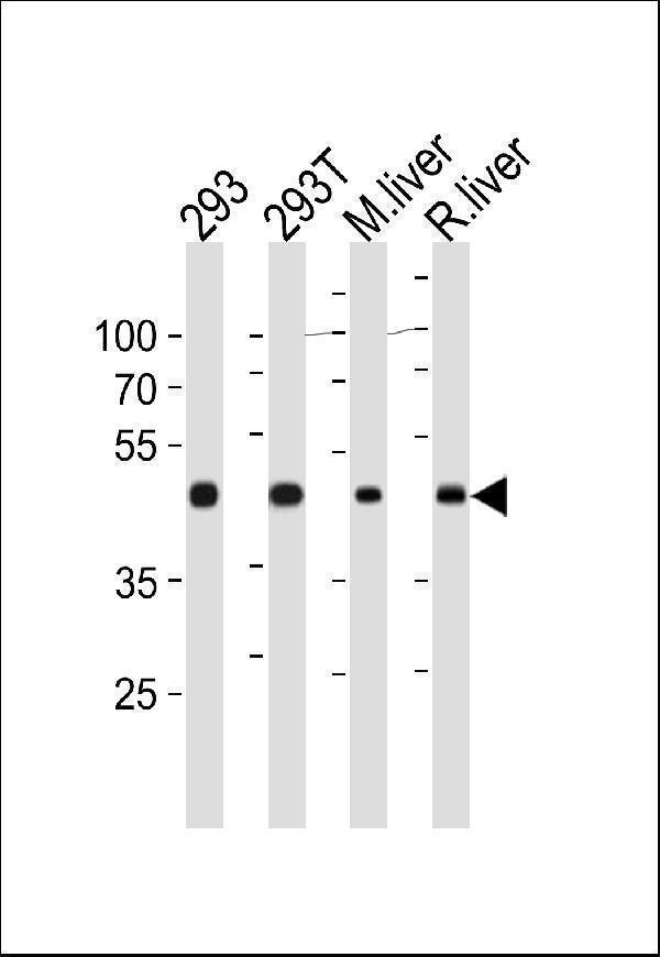 OAT Antibody (N-term) (Cat