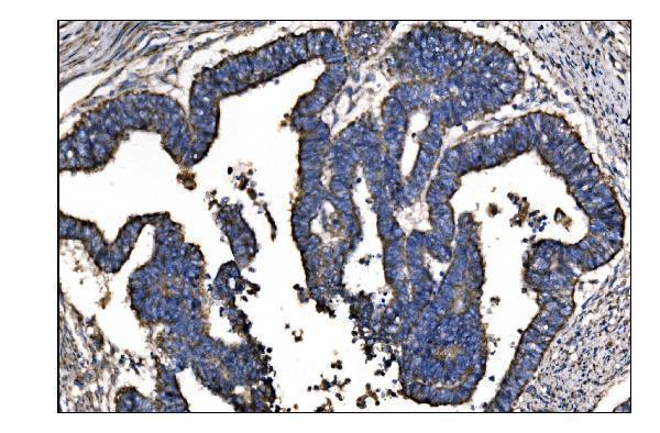 a01126 2 oat primary antibodies ihc testing 3