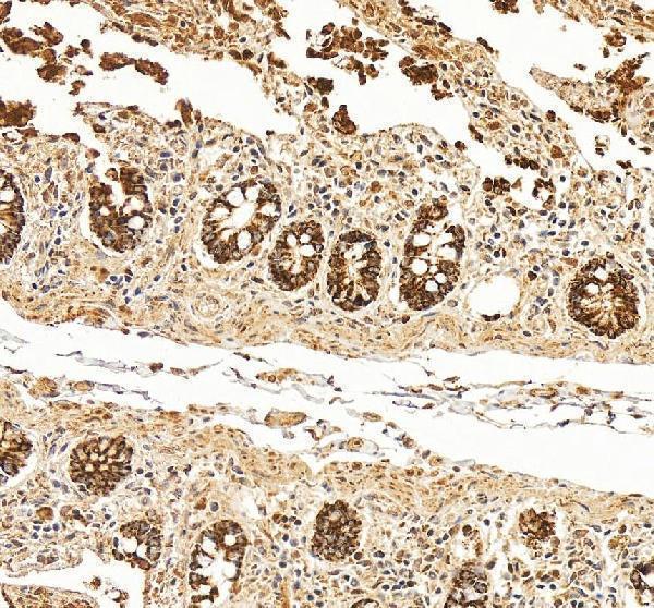 a01126 2 oat primary antibodies ihc testing 5