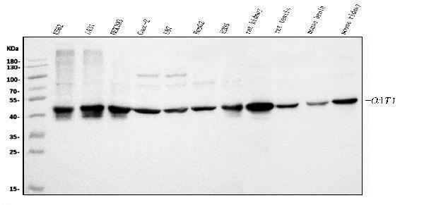 a01126 2 oat primary antibodies wb testing 1