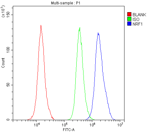 Flow Cytometry analysis of A431 cells using anti-NRF1 antibody (A01129-2). Overlay histogram showing A431 cells stained with A01129-2 (Blue line).The cells were blocked with 10% normal goat serum. And then incubated with rabbit anti-NRF1 Antibody (A01129-2,1μg/1x106 cells) for 30 min at 20°C. DyLight®488 conjugated goat anti-rabbit IgG (BA1127, 5-10μg/1x106 cells) was used as secondary antibody for 30 minutes at 20°C. Isotype control antibody (Green line) was rabbit IgG (1μg/1x106) used under the same conditions. Unlabelled sample (Red line) was also used as a control.