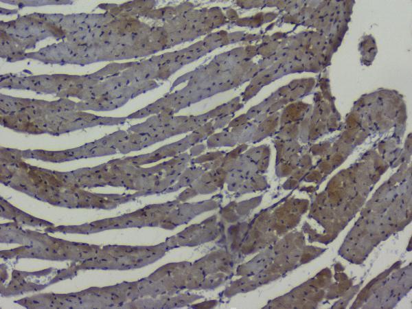 a01129 2 nrf1 primary antibodies ihc testing 12