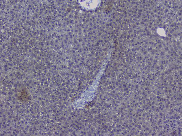 a01129 2 nrf1 primary antibodies ihc testing 13