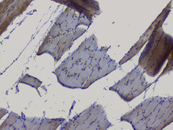 a01129 2 nrf1 primary antibodies ihc testing 18