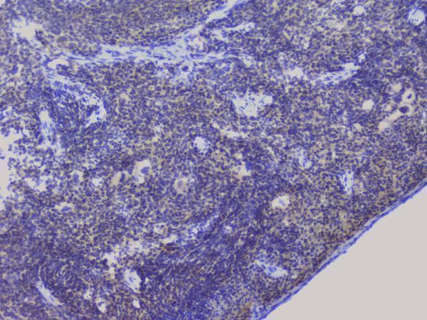 a01129 2 nrf1 primary antibodies ihc testing 19