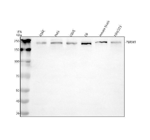Western blot analysis of PBRM1 using anti-PBRM1 antibody (A01130-1)