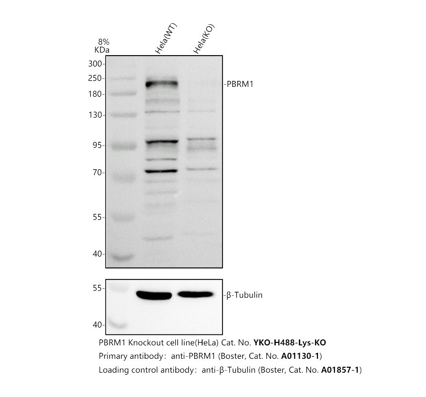 a01130 1 pbrm1 primary antibodies wb testing 2