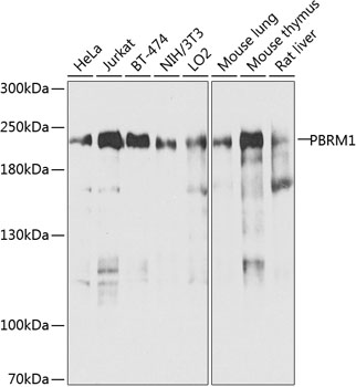 Western blot analysis of extracts of various cell lines, using PBRM1 antibody  at 1:1000 dilution