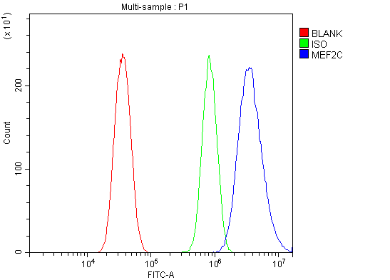 a01131 1 mef2c primary antibodies fcm testing 5
