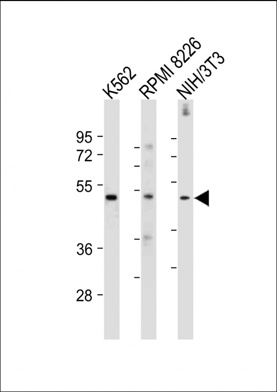 a01131 anti mef2c antibody s387 wb testing 2