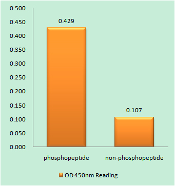 Enzyme-Linked Immunosorbent Assay (Phospho-ELISA) for Immunogen Phosphopeptide (Phospho-left) and Non-Phosphopeptide (Phospho-right), using MEF2C (Phospho-Ser387) Antibody