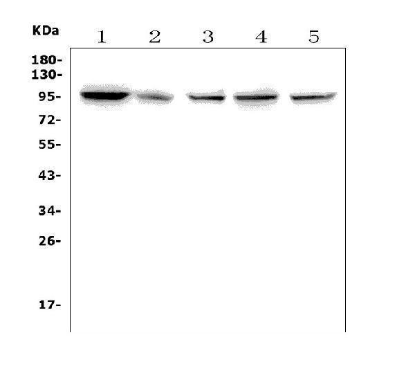 a01132 1 ttk primary antibodies wb testing 1