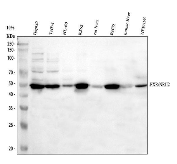 a01133 3 nr1i2 primary antibodies wb testing 1