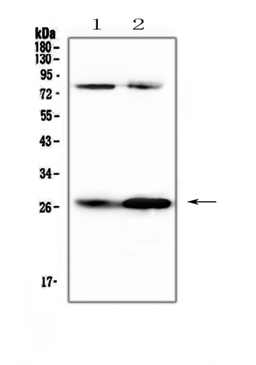 a01134 2 factor_d primary antibodies wb testing 1