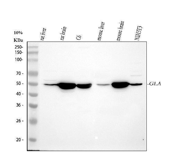 a01135 gla primary antibodies wb testing 1
