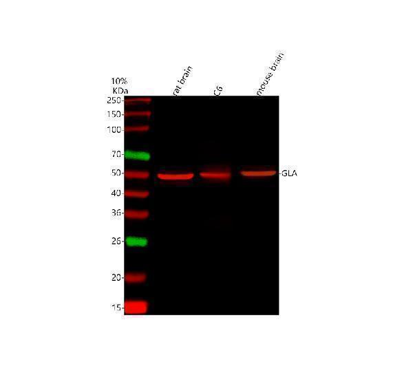 a01135 gla primary antibodies wb testing 2