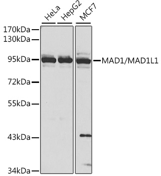 a01137 mad1l1 primary antiboties wb testing 1