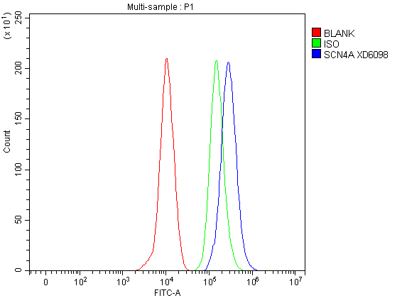 Flow Cytometry analysis of THP-1 cells using anti-SCN4A antibody (A01138-2)