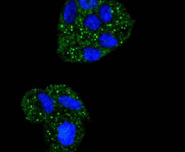 a01139 nfkbia primary antiboties icc testing 2
