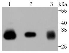 a01139 nfkbia primary antiboties wb testing 1