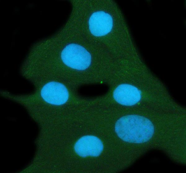  IF analysis of 14-3-3 zeta/delta using anti-14-3-3 zeta/delta antibody (A01141-1)