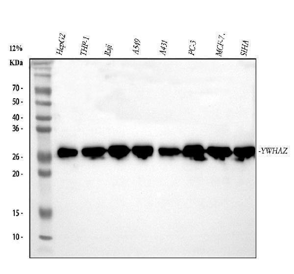  Western blot analysis of 14-3-3 zeta/delta using anti-14-3-3 zeta/delta antibody (A01141-1)
