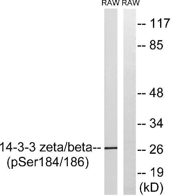 Western blot analysis of lysates from RAW264