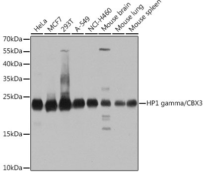 Western blot analysis of extracts of various cell lines, using HP1 gamma/HP1 gamma/CBX3 antibody  at 1:1000 dilution