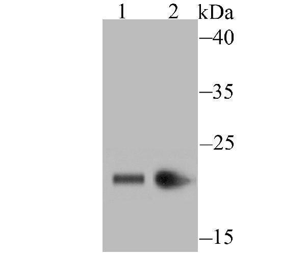 Western blot analysis of HP1 gamma on PC-12 (1) and MCF-7 (2) cell lysate using anti-HP1 gamma antibody at 1/500 dilution