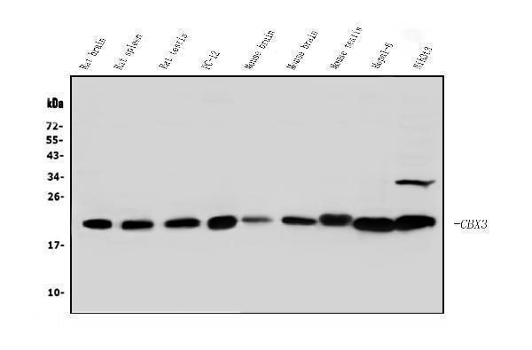  Western blot analysis of HP1 gamma using anti-HP1 gamma antibody (A01142)