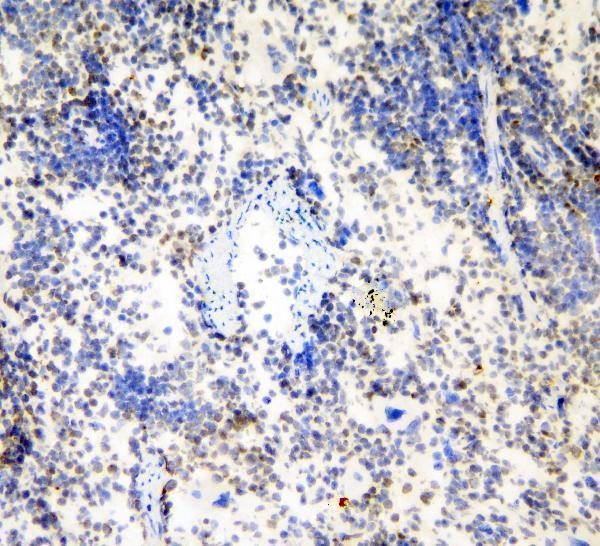 a01142 hp1_gamma primary antibodies ihc f testing 9