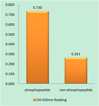 Enzyme-Linked Immunosorbent Assay (Phospho-ELISA) for Immunogen Phosphopeptide (Phospho-left) and Non-Phosphopeptide (Phospho-right), using HP1 gamma (Phospho-Ser93) Antibody
