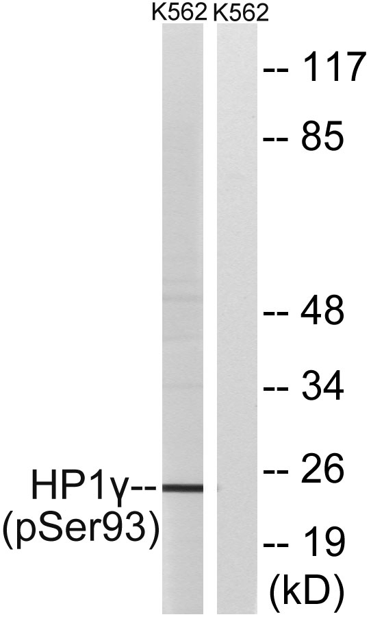 Western blot analysis of lysates from K562 cells treated with forskolin 40nM 30', using HP1 gamma (Phospho-Ser93) Antibody
