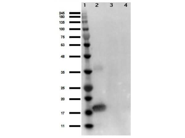 Western Blot of Rabbit Anti-Human IL-1 alpha Antibody