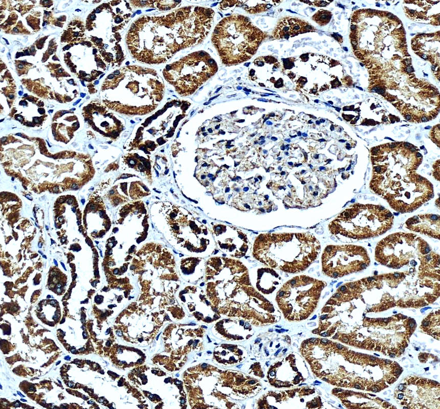 a01145 2 dbt primary antibodies ihc testing 1