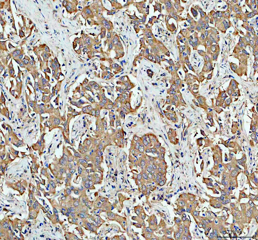 a01145 2 dbt primary antibodies ihc testing 2
