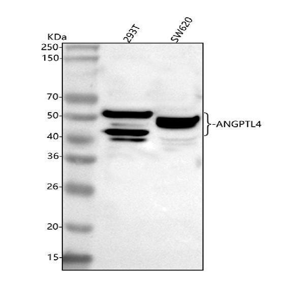 Western blot analysis of ANGPTL4 using anti-ANGPTL4 antibody (A01147-3)