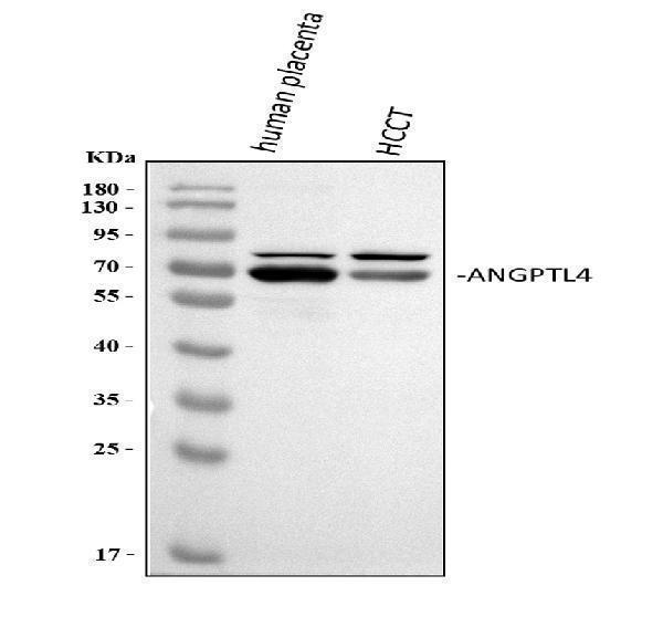 a01147 angptl4 primary antibodies wb testing 1