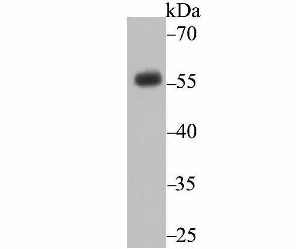 a01148 1 cd27 primary antiboties wb testing 1