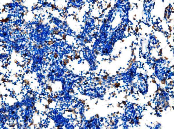  IHC analysis of Cd27 using anti-Cd27 antibody (A01148-2)