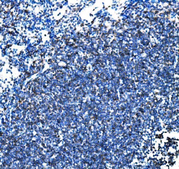  IHC analysis of Cd27 using anti-Cd27 antibody (A01148-2)