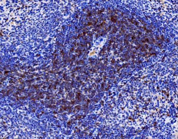  IHC analysis of Cd27 using anti-Cd27 antibody (A01148-2)